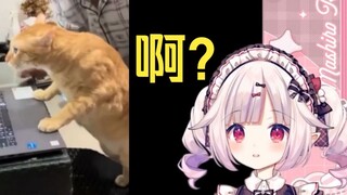 Japanese Lolita watched "Cat: This Family Will Fall Apart Sooner or Later Without Me" and wondered i