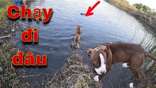 Huấn Luyện PitBull Tôm | Săn Bắt Ẩm Thực Vùng Cao