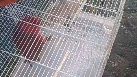 Kaka tua vs nuri