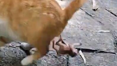 《母基卡2》幼猫刚出生就坐上旋转木马了