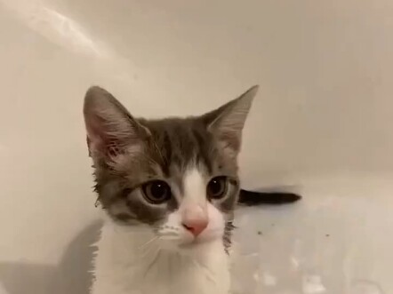 Cute Cat TV: The Peerless Good Cat