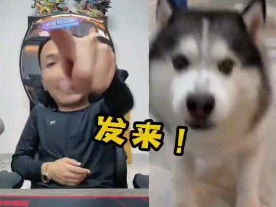 พ่านจื่อ: เคยเห็นหมาที่เล่นความสามารถพิเศษไหม?