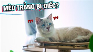 5 SỰ THẬT VỀ MÈO LIỆU CÓ ĐÚNG?