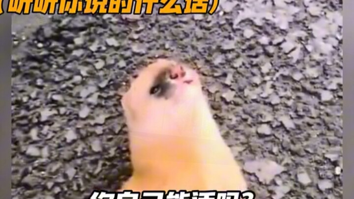 Weasel: Little sister, I’m sleeping! What are you doing?! #LaughEveryTimeIGetToThisPart #NeverSawItC