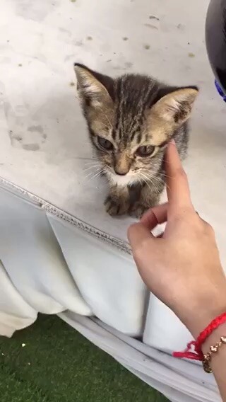 Cat 🐱
