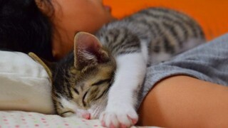 Every night, my cat and mine share a pillow   Cute Cats And Their Owners Sleep Together