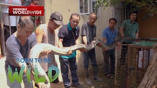 16-feet na sawa sa Cavite, ni-rescue! | Born to be Wild