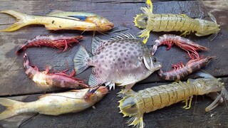 Càu cá biển, bắt tôm tích ''Nấu Ăn'' bữa cơm trên ghe | Ngư Dân Miền Tây