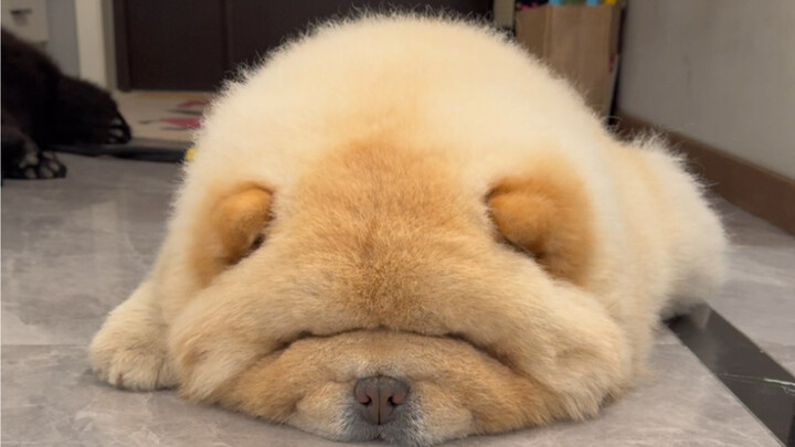 บราวน์ด็อกบังคับเปิดเครื่อง!