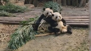 【Panda Raksasa Hua Hua dan Run Yue】Sebenarnya aku tidak ingin tertawa, tapi Hua Hua, kamu dan Er Gou
