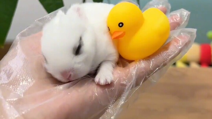 กระต่ายน่ารักมาก กินได้ไหม?