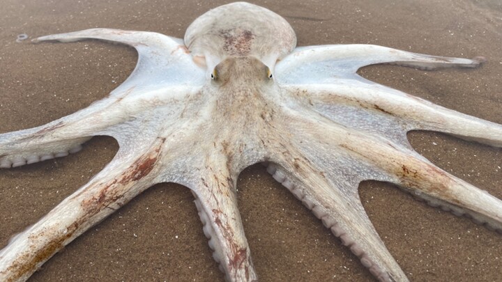 Super Octopus! One leg is enough for a big meal