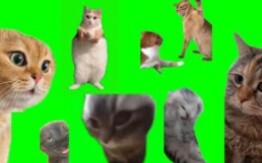 Semua versi layar hijau berbahan kucing dan anjing