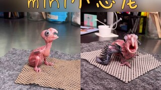 The growth process of the palm cockatoo, how does it look like a little dinosaur?