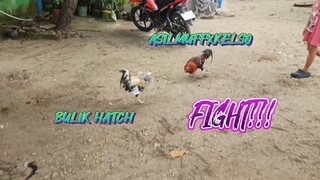BULIK HATCH VS ASILMUFFXKELSO   SPAR!!