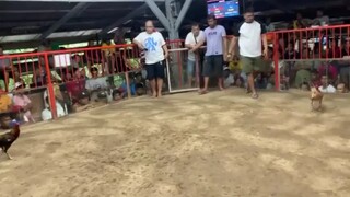 Alikabok ng Dagat GF (1st Entry) 2nd fight. Real Cockpit Arena - 2hits(Loss)