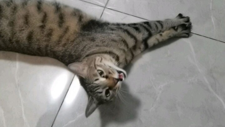 القطط الصغيرة لديها طريقة خاصة للترحيب.