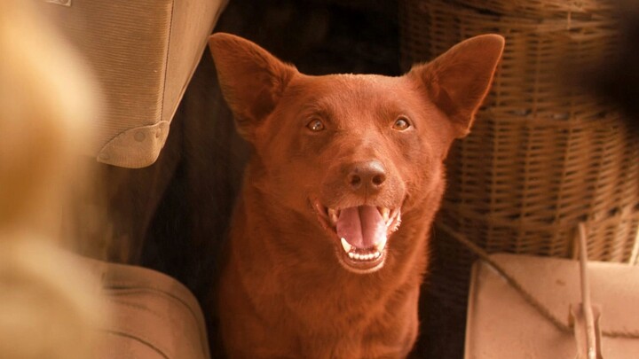 [Brother Yue] In-depth commentary on “Red Dog: True Blue,” based on a true story—almost missed it al