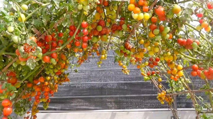 حتى الطماطم يمكن زراعتها بطريقة فنية، حتى جيران الجوار جاؤوا ليتعلموا!