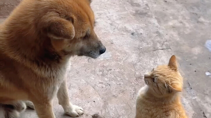 ฉันทำอะไรให้คุณหรือเปล่า?
