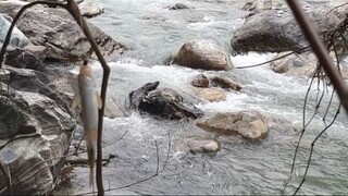 hook and rod fishing | fishing in Nepal | angling | asala fishing | himalayan trout fishing |