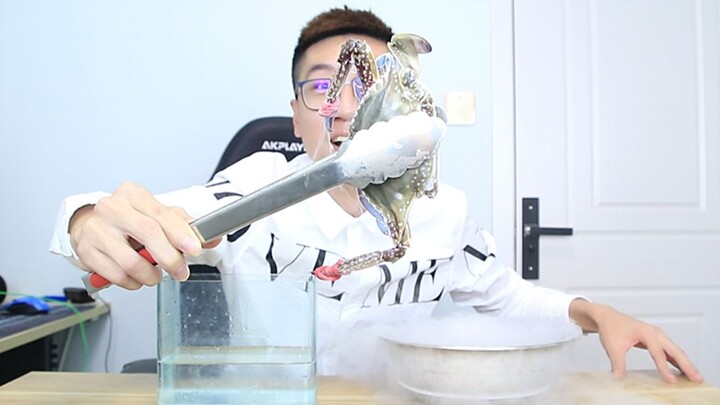 Nếu bạn cho một con cua vào nitơ lỏng ở nhiệt độ -196 độ C rồi thả nó vào nước, liệu nó có sống lại 