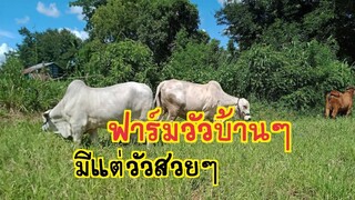 เยี่ยมชมฟาร์มวัวงามเมืองสารคา ม #พ่อเที่ยง จันบุดสี อ.พยัคฆภูมิพิสัย จ.มหาสารคาม