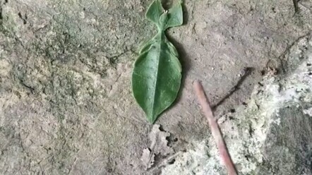 Look, what did I find…?