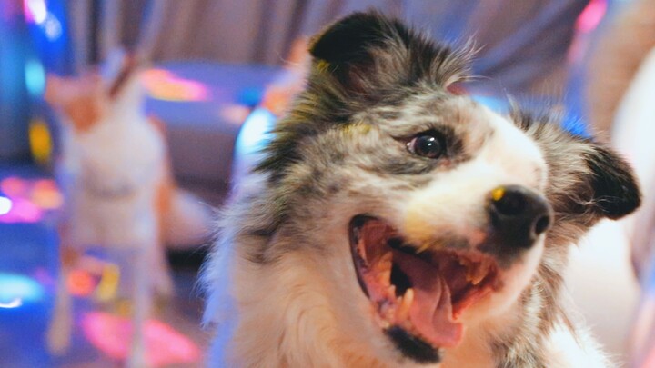 Kucing dan anjing menyukai penunjuk laser, dan pemiliknya mengubah rumah mereka menjadi kelab malam.