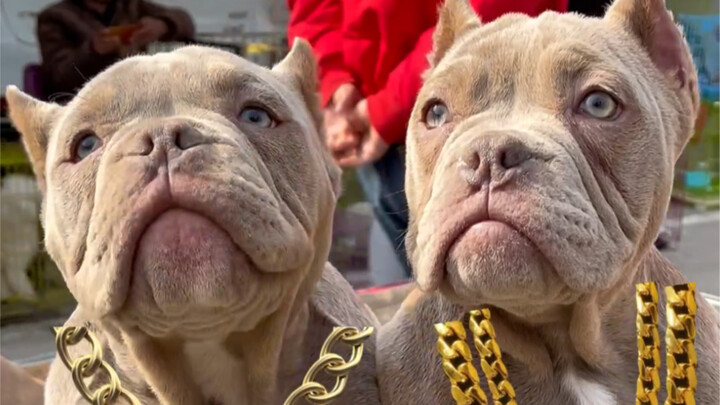 Đến chợ chó chọn chó Border Collie đá thiên thạch, tình cờ gặp ba “cục tiền” biết đi; không có thực 