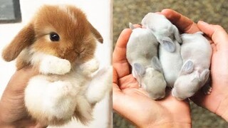 Cute baby animals Videos Compilation cute moment of the animals #15 Cutest Animals 2023