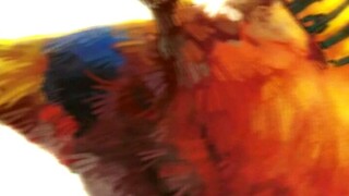 jj burun waktu kecil vs sudah besar