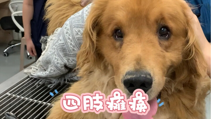 A big golden retriever suddenly had an epileptic seizure and couldn't stand on its limbs. The rescue