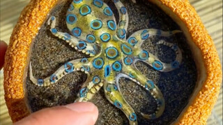 I also have a blue-ringed octopus.