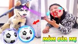 Thú Cưng Vlog | Ngáo Phá Hoại Và Đầu Moi #7 | Chó thông minh vui nhộn | Smart dog funny cute pets