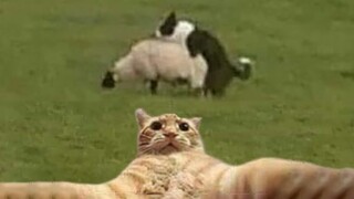 Try Not To Laugh Dogs And Cats 😁 - Funniest Animals Video 2022 🐧 #Ever3