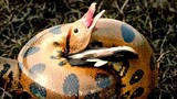Python Devours An Antire Duck Alive.