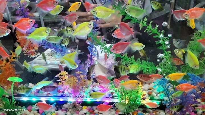 🐠🐠🐠🐠🐠