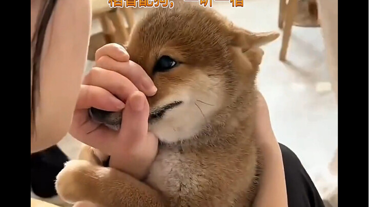 Rice fragrance paired with a dog—listen all night.