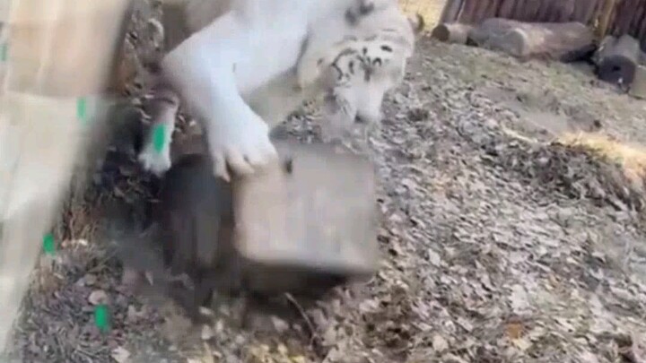 A tiger flips a massive stone trough with one arm.