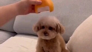 เมื่อคุณน่ารัก คนอื่นก็จะคิดว่าคุณน่ารัก แม้ว่าคุณจะโกรธก็ตาม