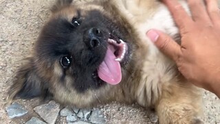 The Sheniu puppy stays under the car every day and no longer comes to visit. Is he worried about som