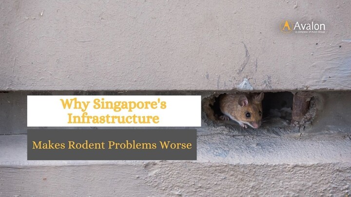 Why Singapore's Infrastructure Makes Rodent Problems Worse