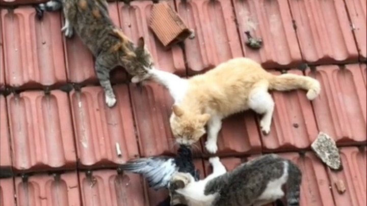 This cat is a starving ghost!