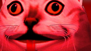 A scary video about Mur cat in BiliBili