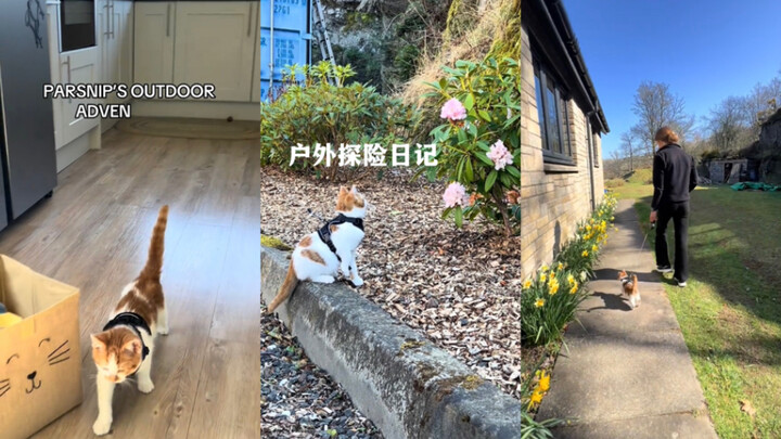 ไดอารี่การผจญภัยกลางแจ้งของแมวปาร์สนิป 📔