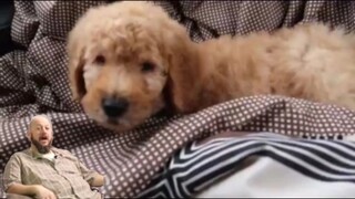 Larry's Lounge (Simba Edition Version Only) Full Movie Part Scenes Webber's Reaction (Edited Video--
