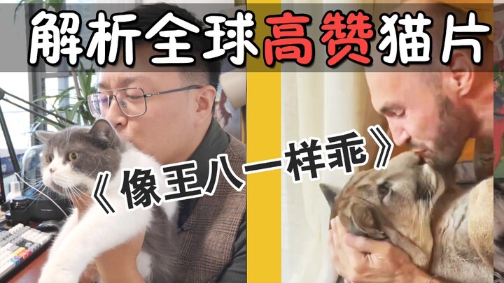 Phân tích clip mèo được yêu thích nhất thế giới: Hướng dẫn cách hôn mèo đúng chuẩn! Mèo ngoan như rù