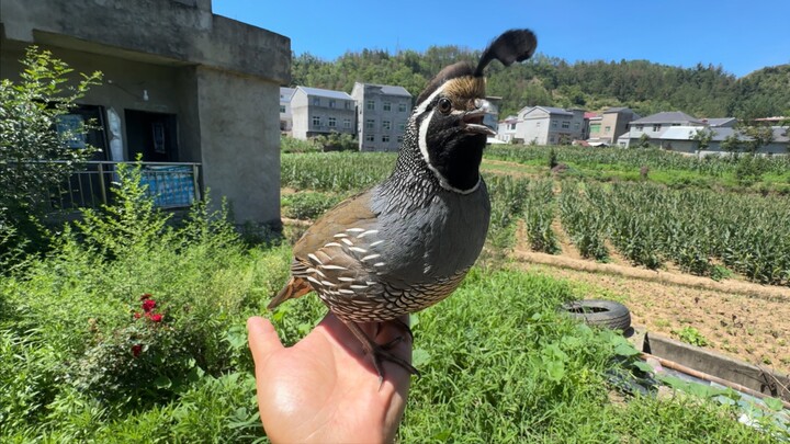 Cara kawanan ayam hutan ini kabur benar-benar mirip kanguru…