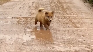 小狗狗能有什么坏心思呢